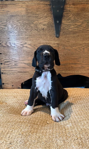 Picture of puppy