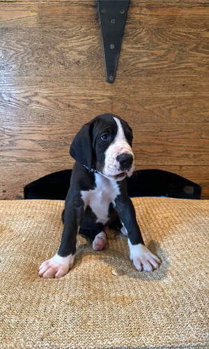 Picture of puppy