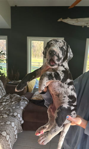 Picture of puppy