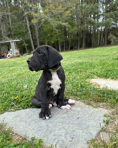 Picture of puppy