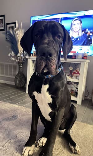 Picture of puppy