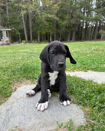 Picture of puppy
