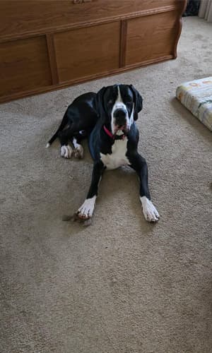 Picture of puppy
