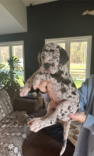 Picture of puppy
