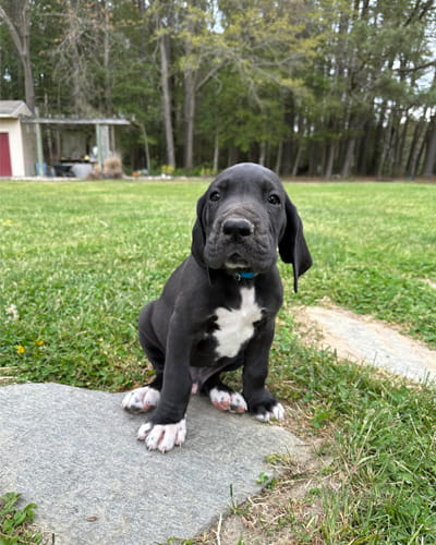 Picture of puppy