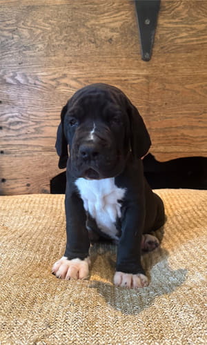 Picture of puppy